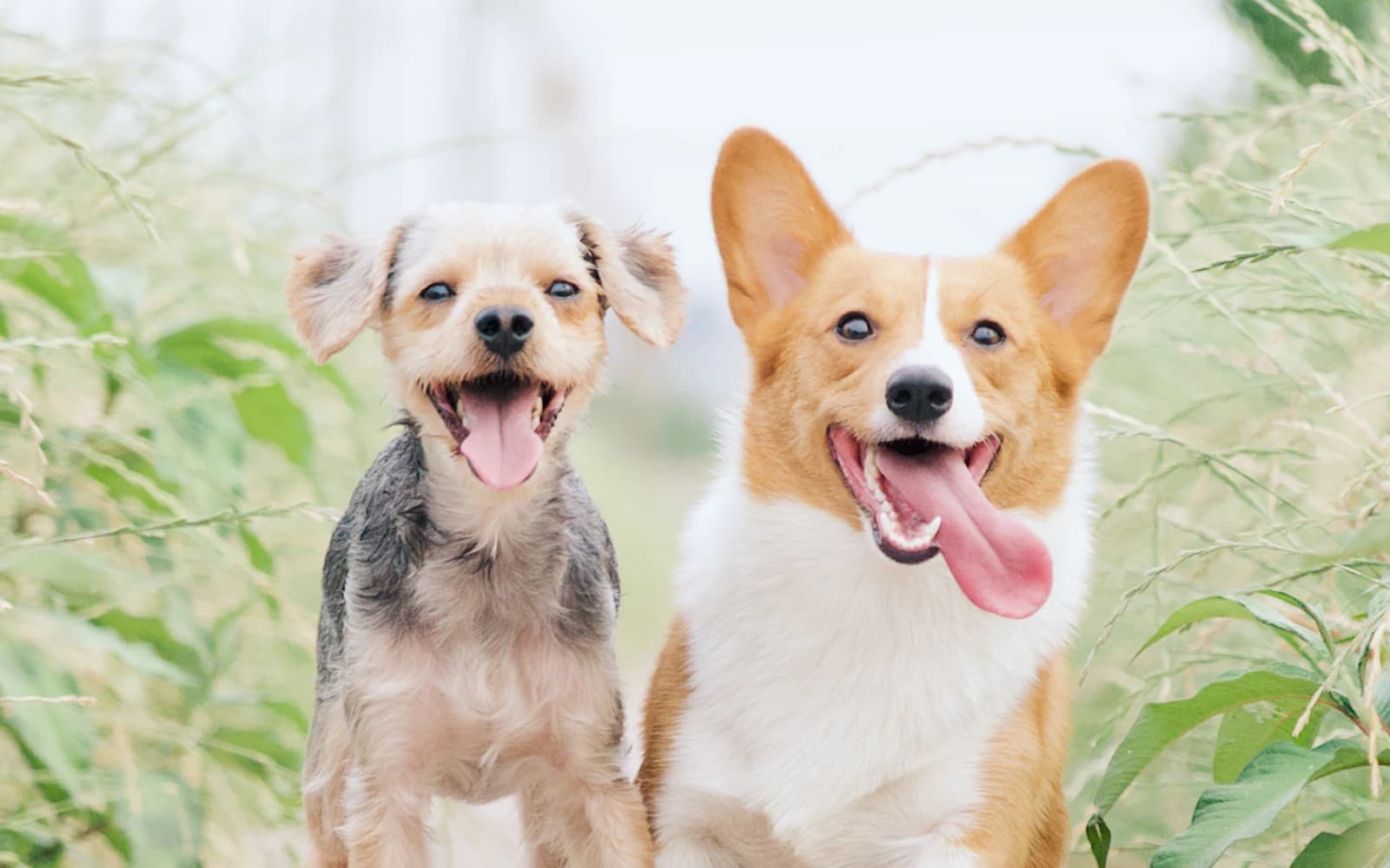 Two extremely happy dogs running together through greenery